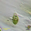 Image of Vitreochlamys fluviatilis