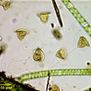 Image of <i>Vorticella citrina</i>