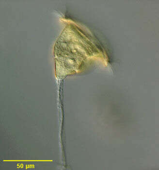 Image of Vorticella citrina