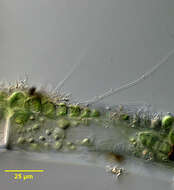 Image of Chaetophorales