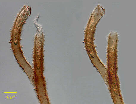 Spirofilidae的圖片