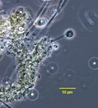 Cladomonas Stein 1878的圖片