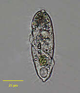 Image de Perispira ovum Stein 1859