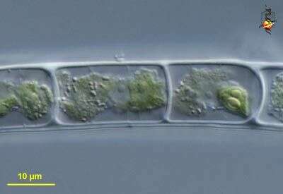 Zygogonium Kützing 1843的圖片