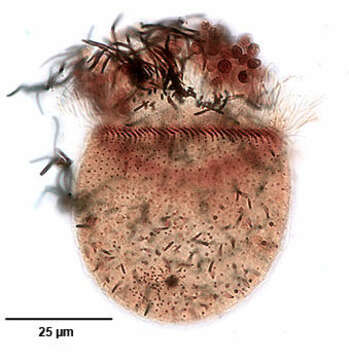 Monodinium balbianii Fabre-Domergue 1888 resmi