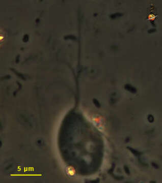 Plancia ëd Pseudotrichomonas