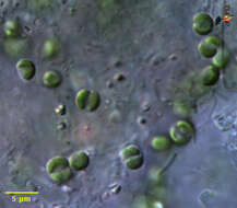Image of Picocystis
