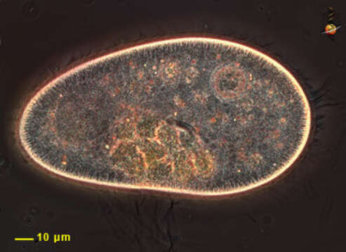 Image of <i>Paramecium aurelia-komplex</i>