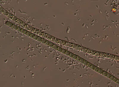 صورة Oscillatoria Vaucher ex Gomont 1892