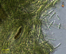 Слика од Nostoc Vaucher ex Bornet & Flahault 1886