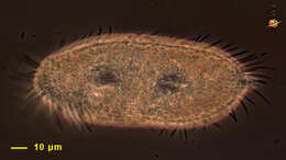 Image of Holostichidae