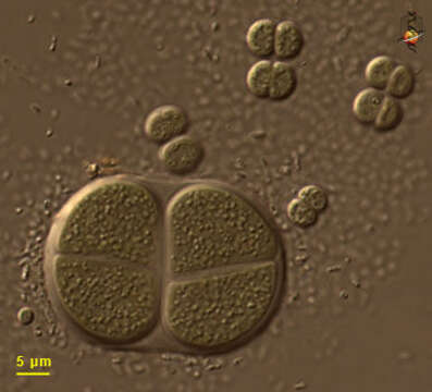 Chroococcus Nägeli 1849 resmi