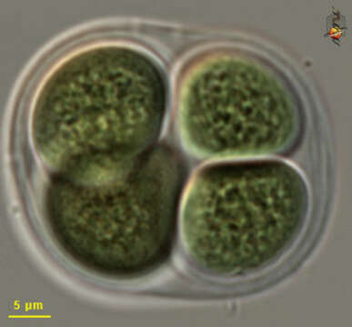 Image of Chroococcus Nägeli 1849