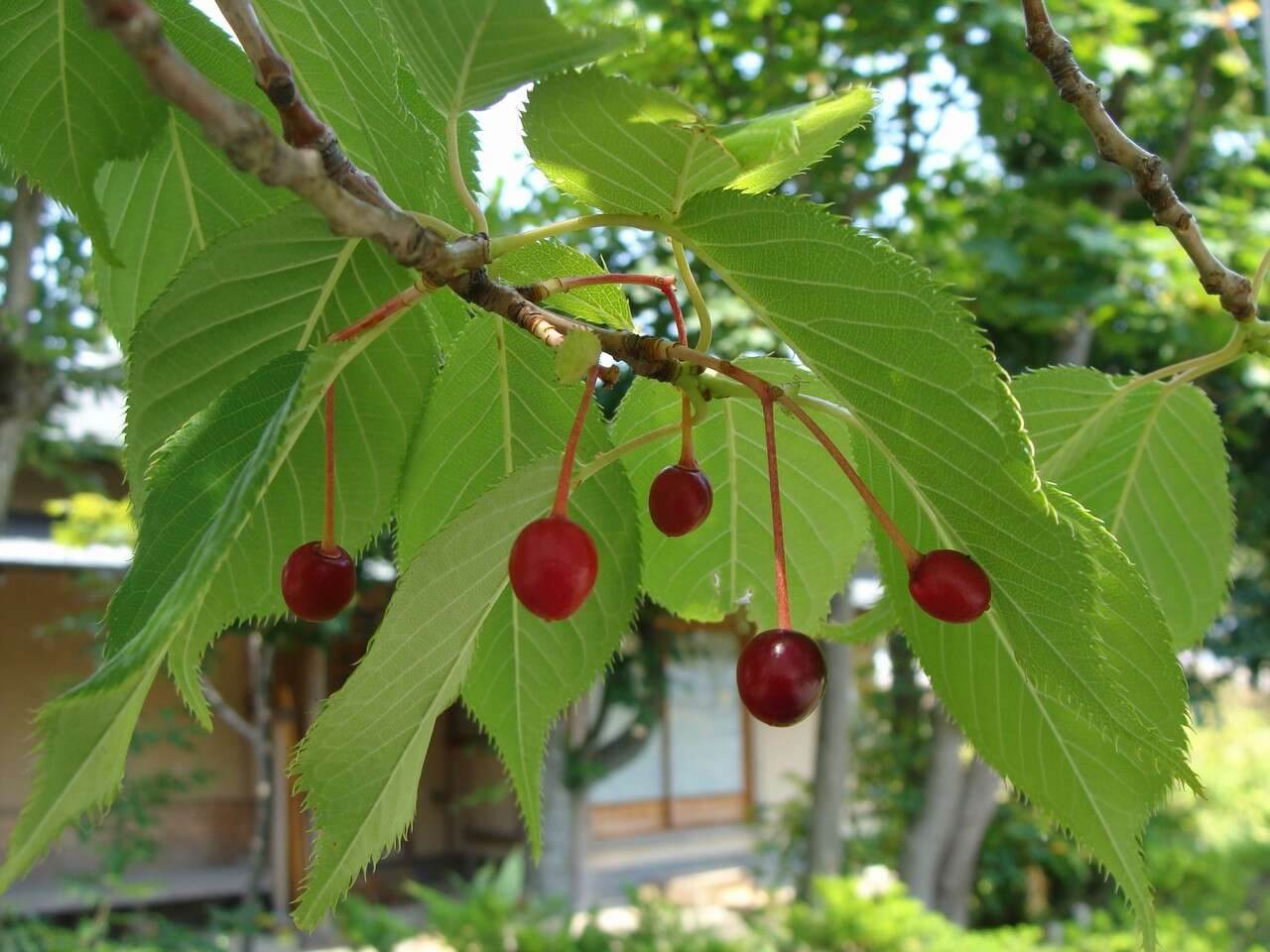 Plancia ëd Prunus yedoensis Matsum.