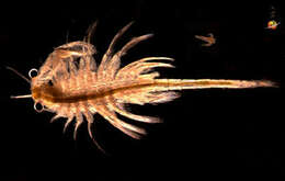 Image of Brine shrimp