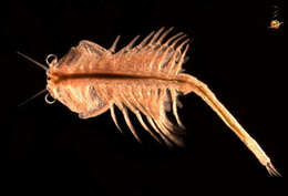 Image of brine shrimps