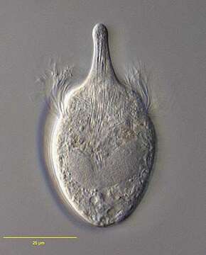 Image of Litostomatea