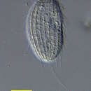 Image of <i>Kariphilus muscorum</i> (Kahl 1931) Jankowski 2007
