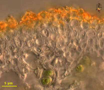 Image of Caloplaca ignea Arup