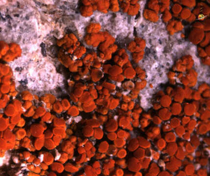 Image of Caloplaca ignea Arup