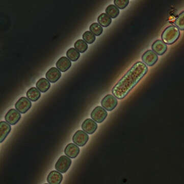 Image of Terrabacteria