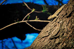 Image of squirrels, dormice, and relatives