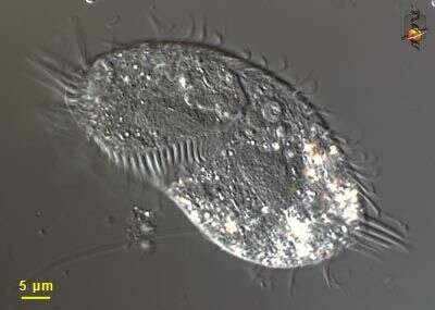 Image of Holostichidae