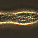 صورة Chaetonotus