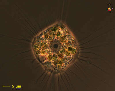 Image of Nuclearia simplex