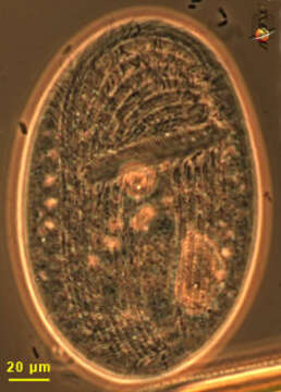 Sivun Cyrtophoria kuva