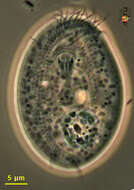 Trithigmostoma Jankowski 1967 resmi