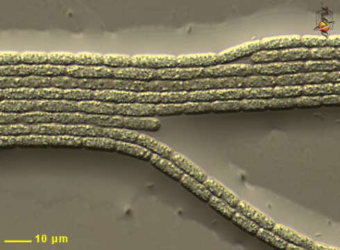 Image of Terrabacteria