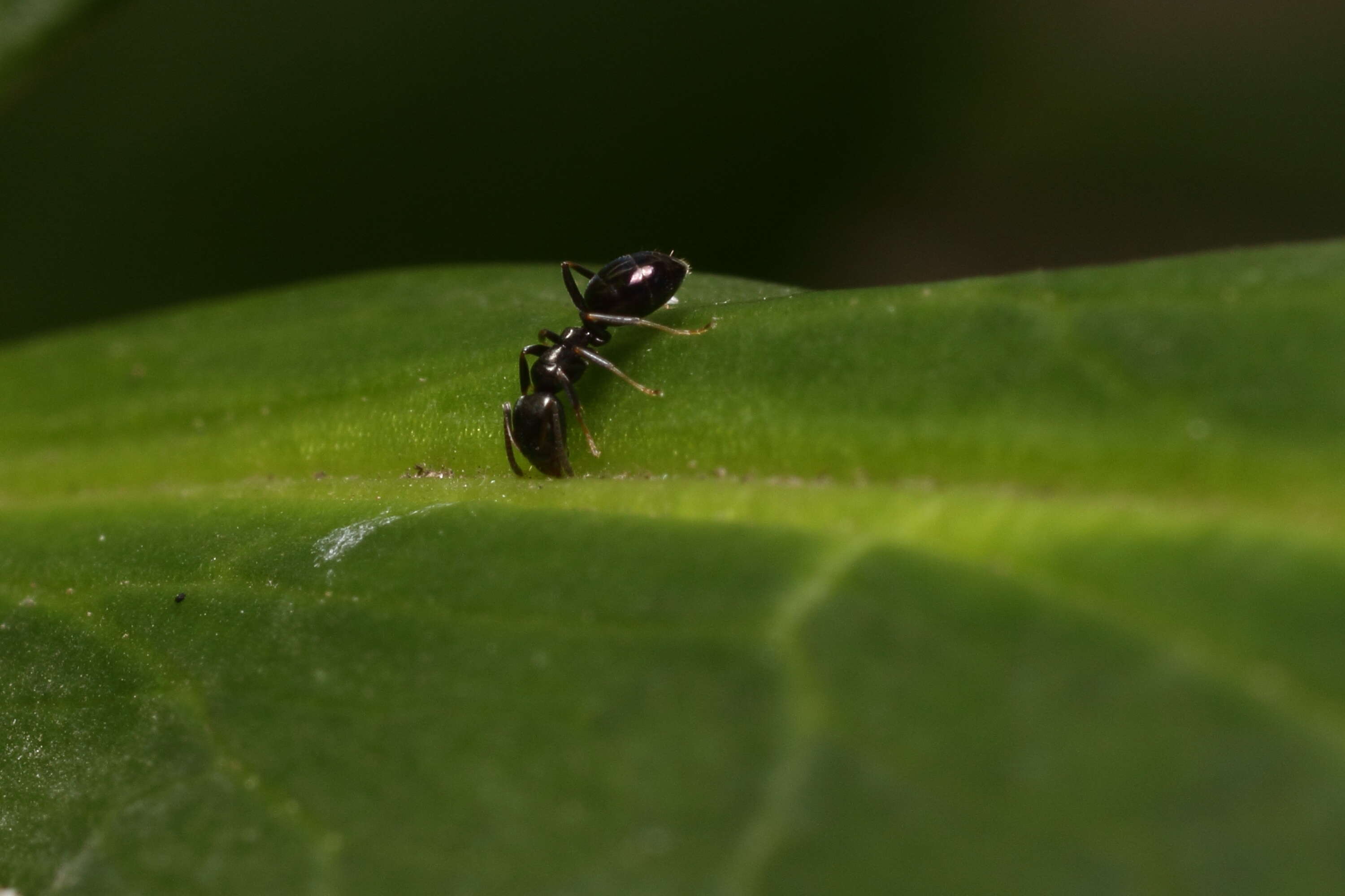 Sivun Ochetellus glaber (Mayr 1862) kuva