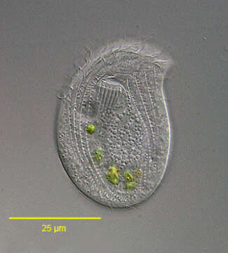 Pseudochilodonopsis piscatoris (Blochmann 1895) Foissner 1979 resmi