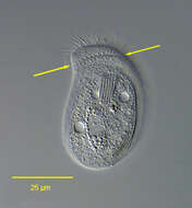 Pseudochilodonopsis piscatoris (Blochmann 1895) Foissner 1979 resmi