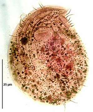 Image of Chlamydodontida