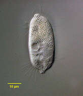 Image of Loxocephalidae