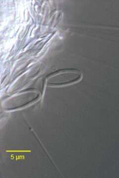 Image of Polyplacocystis