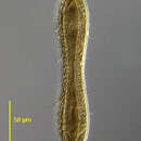 Image of Cymatopleura solea
