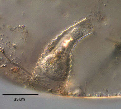 Image of Metacystis Cohn 1866