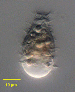 Image of Metacystis Cohn 1866