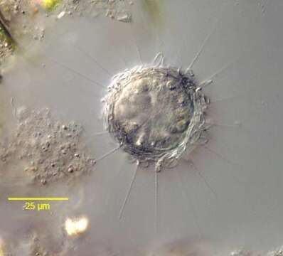Image of Polyplacocystis