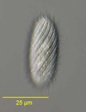 Image of Placus striatus