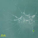 Image of <i>Biomyxa vagans</i>