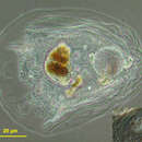 Image of Thecamoeba sphaeronucleolus (Greeff) Schaeffer