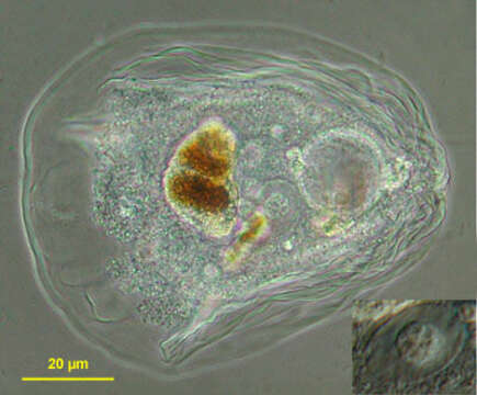 Image of Thecamoeba sphaeronucleolus (Greeff) Schaeffer