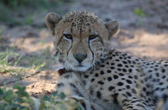 Image of Acinonyx Brookes 1828