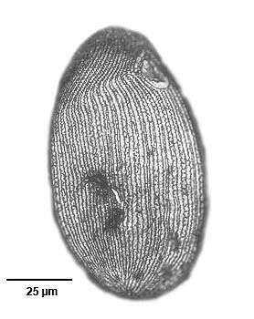 Image of Turaniellidae