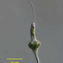 Eutreptia viridis resmi