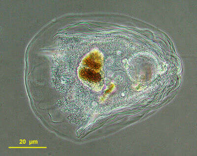 Image of Thecamoeba sphaeronucleolus (Greeff) Schaeffer